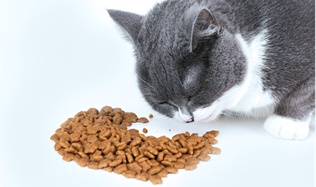 Caratteristiche del cibo per gatti