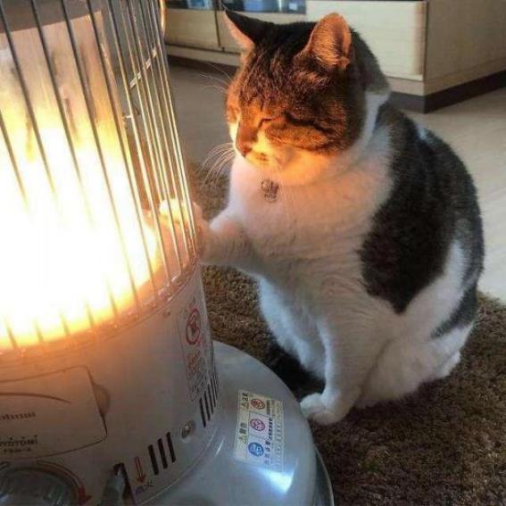 tenere il gatto lontano dal riscaldamento elettrico